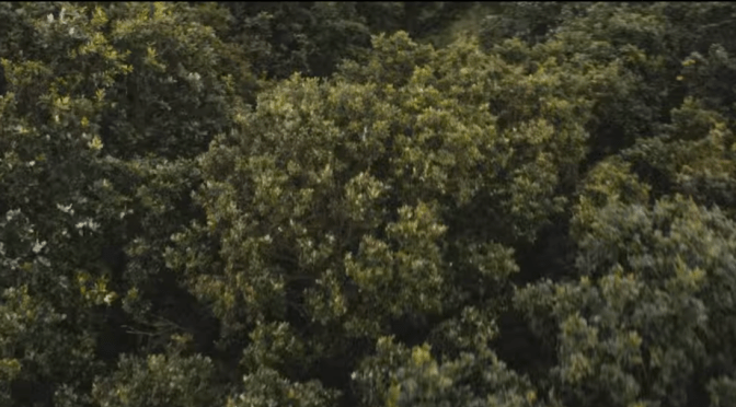 El video de Hunger of the Pine, de Alt-J