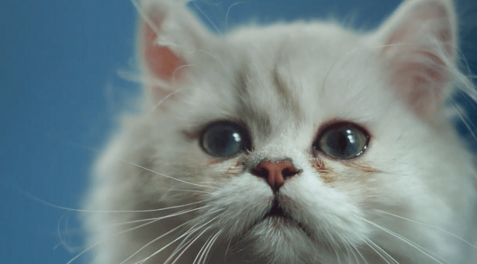 Alt-J – Every Other Freckle (VIDEOS)